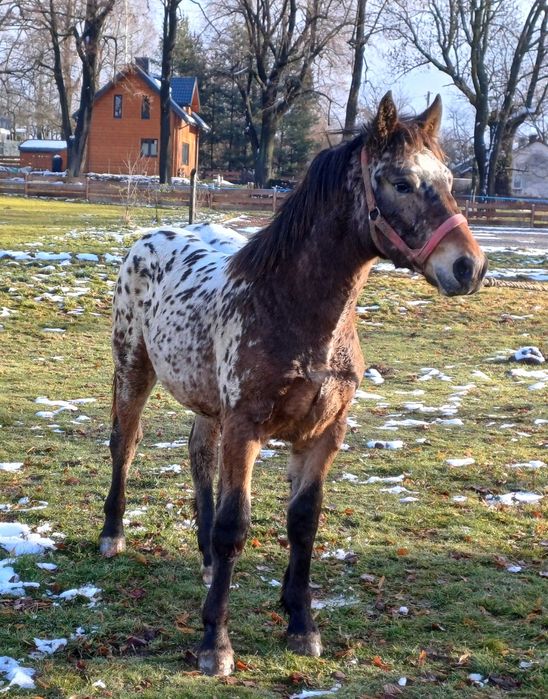 Piękny TATRANT 9 miesięcy
