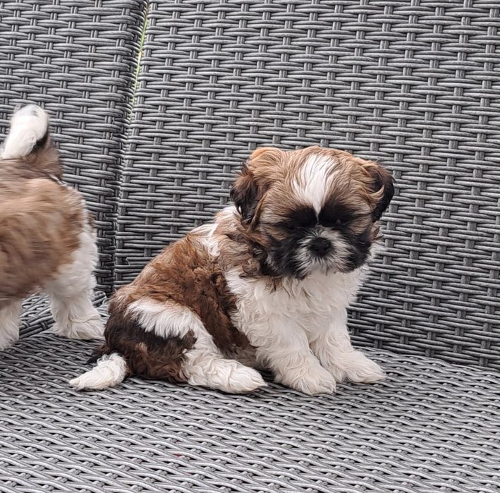Shih tzu   suczka  mała