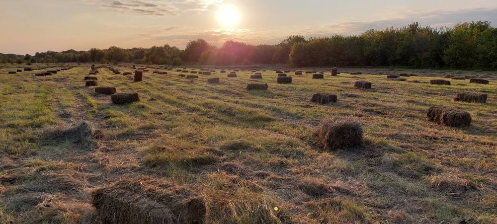 Сіно в тюках, різнотрав'я, лугове сіно