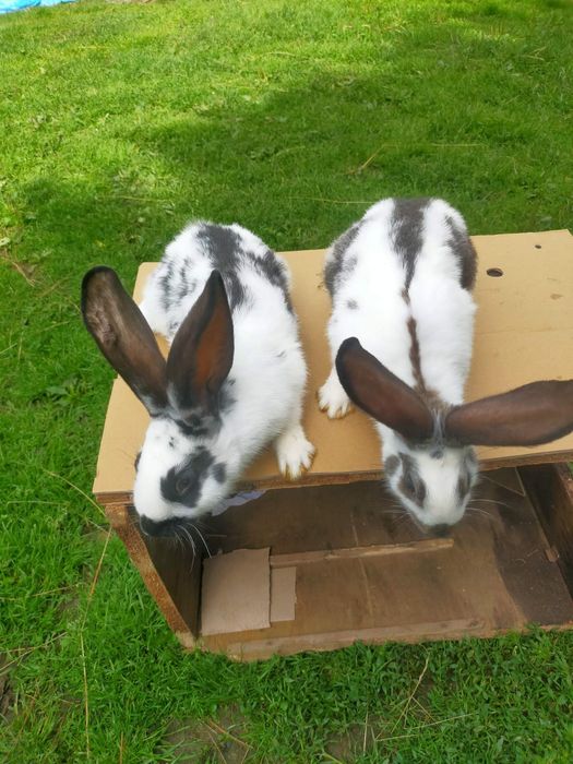 Кролі породи Німецький строкатий велетень . Шиншила .
