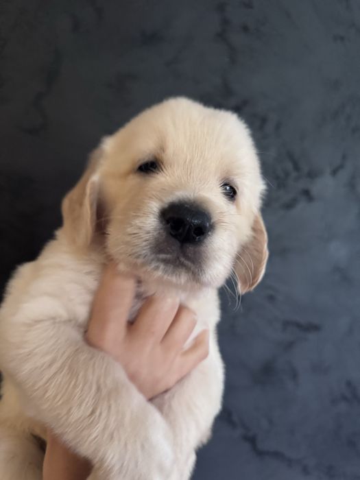 Golden Retriever szczeniak # Genetyka/Dysplazja