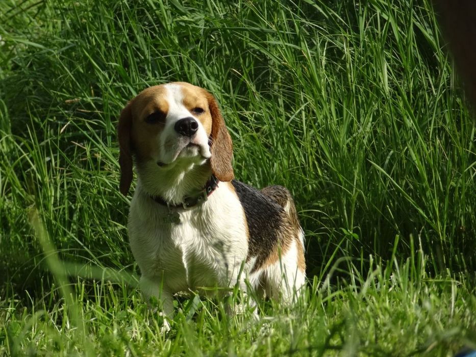 Кобель бігль для в'язки