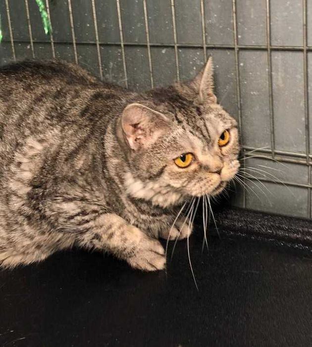 Шотландская кошечка Хлоя пугливая, тихая, добрая. Молодая, стерильна.