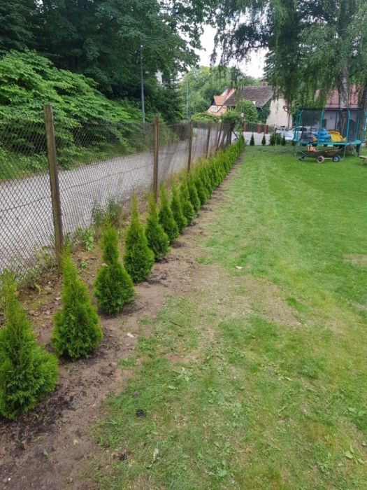 Świerki świerk ozdobne srebrny srebrzysty kora SADZENIE TRANSPORT !!