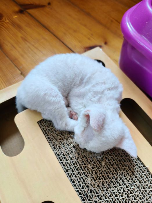 Piękna koteczka Iskierka, Devon rex, FPL