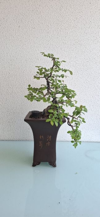 Bonsai Ulmus Parvifolia - cascata