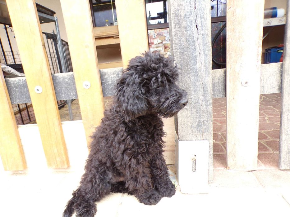 Cockapoo F1b, nieduży piesek, tata pudel biało/ czarny, FCI, badania
