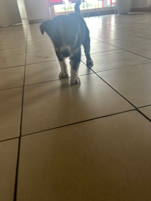 Maluch do pilnej adopcji!