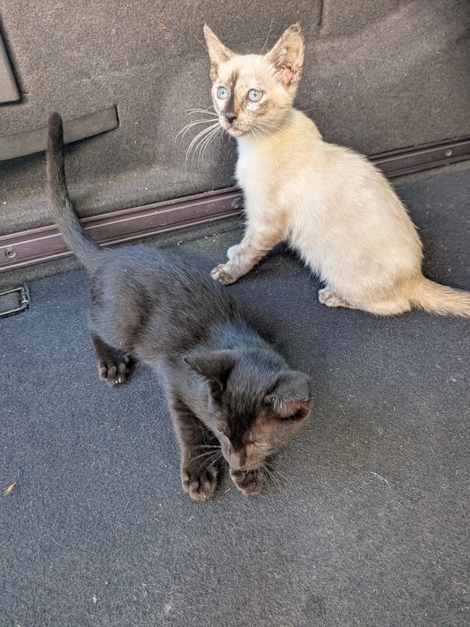 Gatinhos para adoção