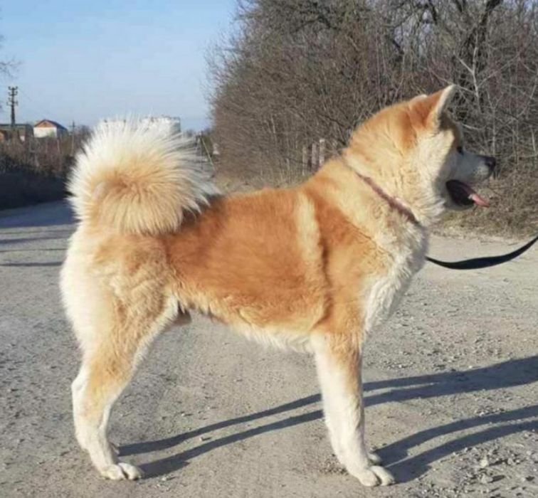 Японська Акіта іну КСУ