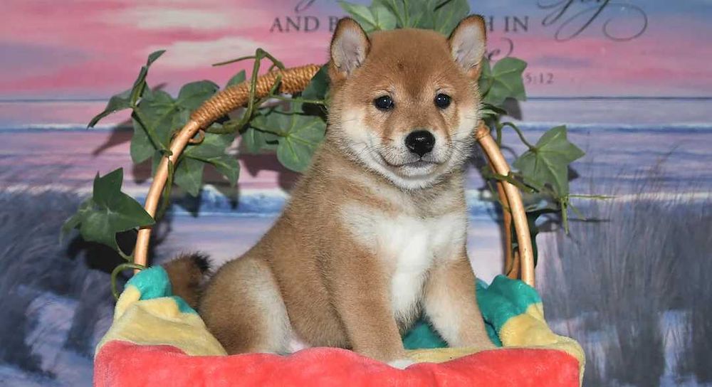 Shiba inu dsponivel