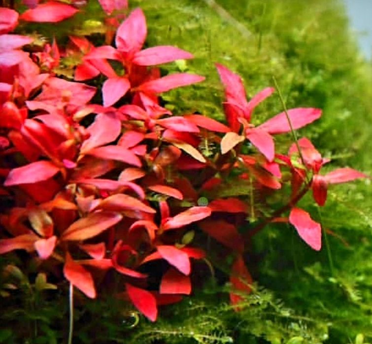 Ludwigia mini super red