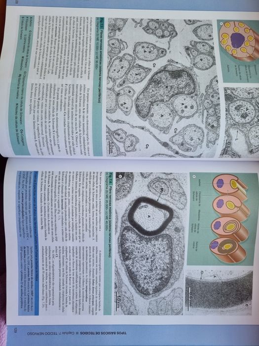 Livro WEATHER Histologia Funcional português 5.° edição