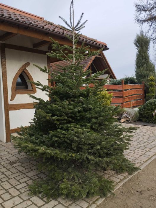 Jodła Choinki Świerki Szkółka  Swarzędz-Zalasewo Mokra 6