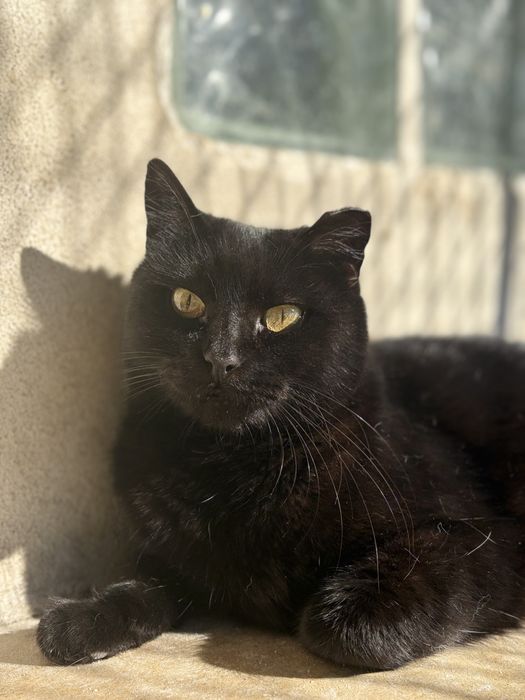 Gata preta para adoção (Becas)