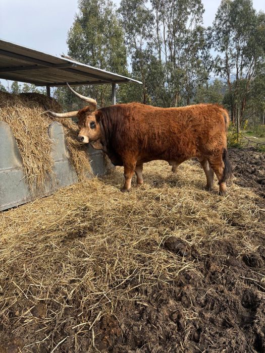 Touro Barrosão para venda