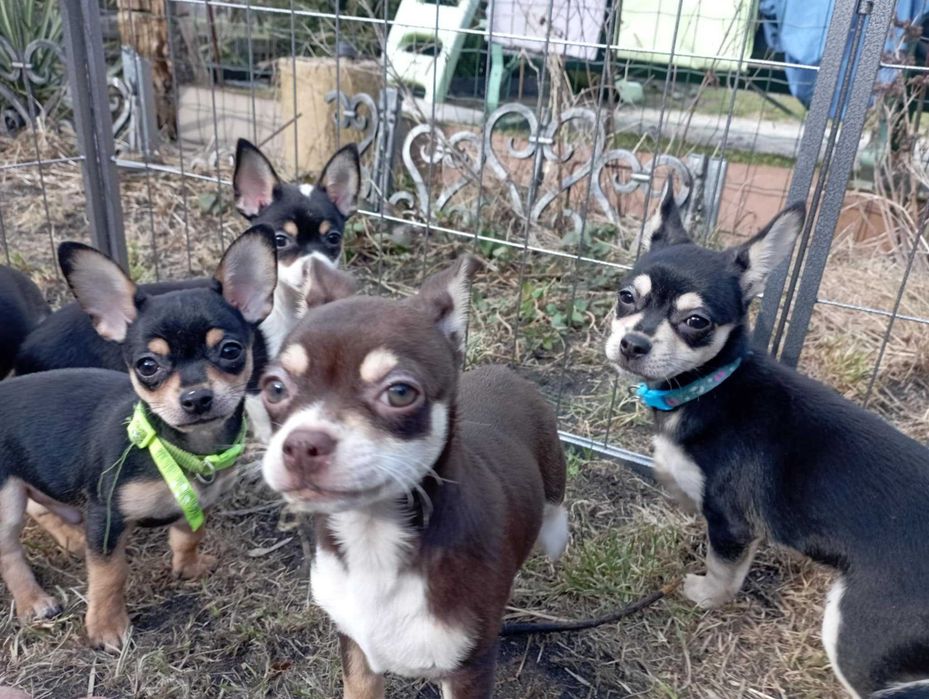 Piesek Chihuahua krótkowłosy