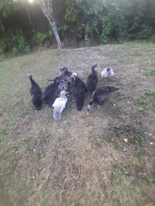 Patos mudos criados no campo