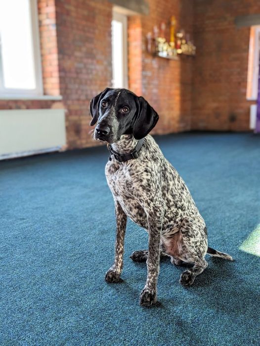 Кінолог Дресирування Далматин Курцхаар Вижла Веймаранер