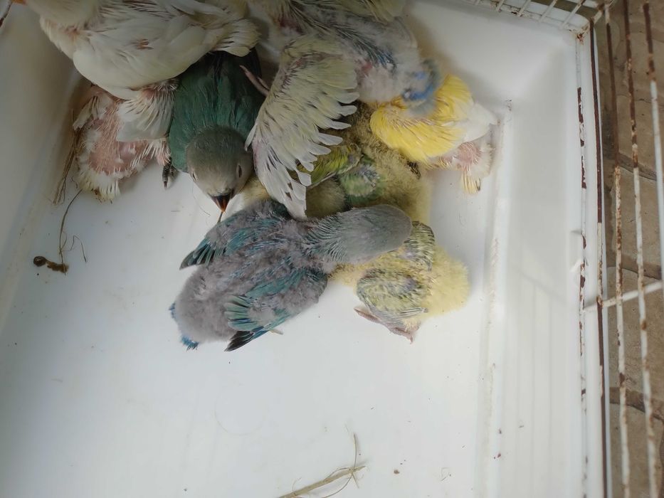 Vendo rossicoolis bebés meiguinhos