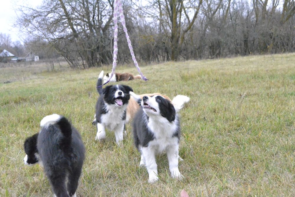 Цуценята Бордер Колли