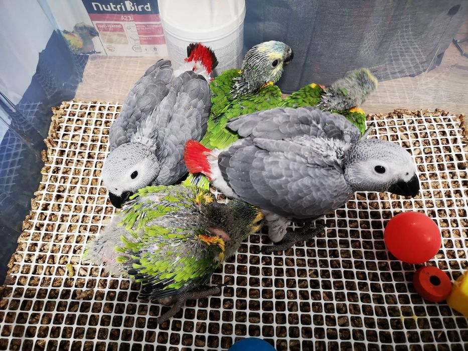Papagaios cinzentos e amazonas auropalliatas