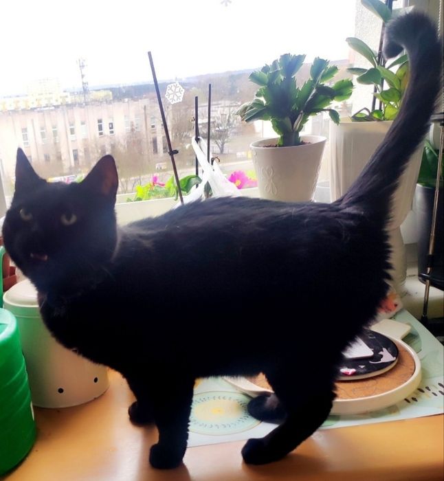 Czarna mama i dzieciaki