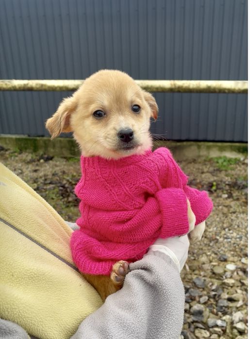 Цуценятка в добрі руки