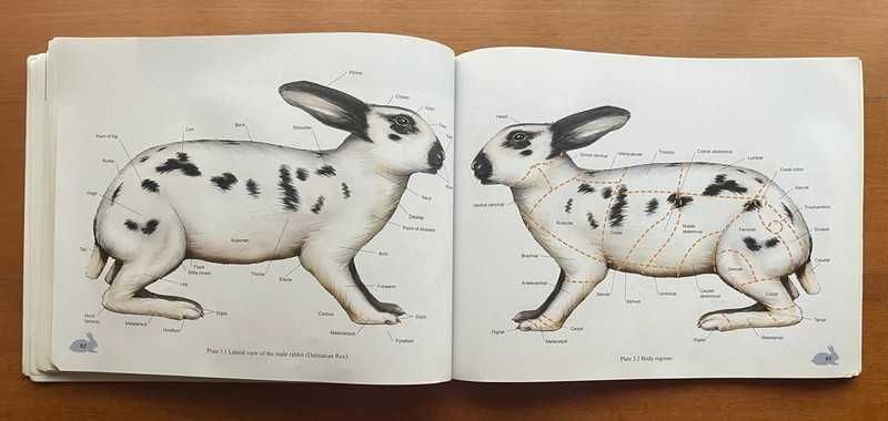 Color Atlas Of Small Animal Anatomy