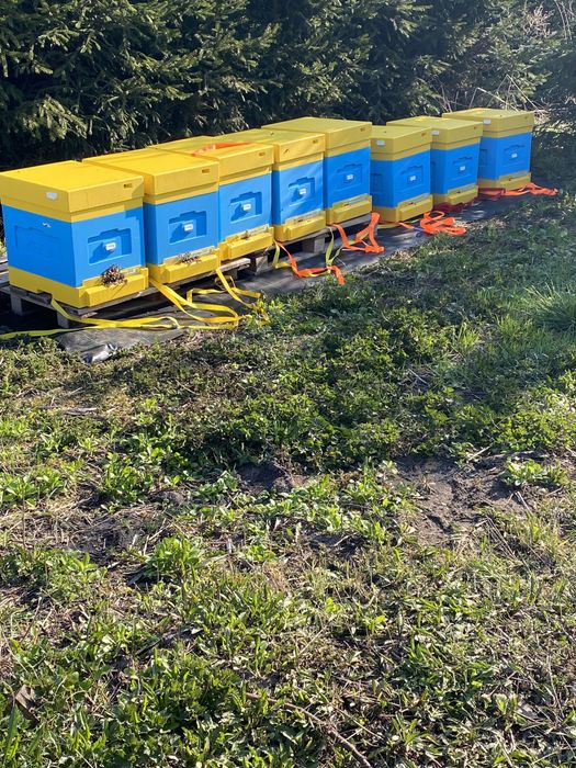 Odkłady / pakiety pszczele DADANT pszczoły pasieka