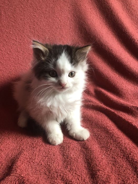 Віддам безкоштовно чарівних кошенят в добрі руки