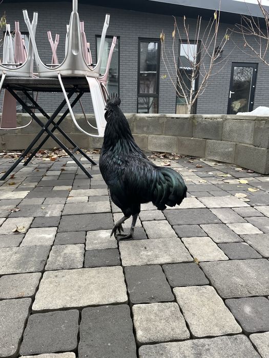 Петушок породы Аям Цемани