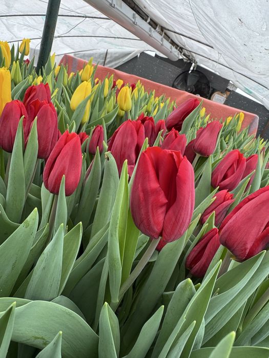 Тюльпан передзамовлення опт гурт 8березня 14 лютого