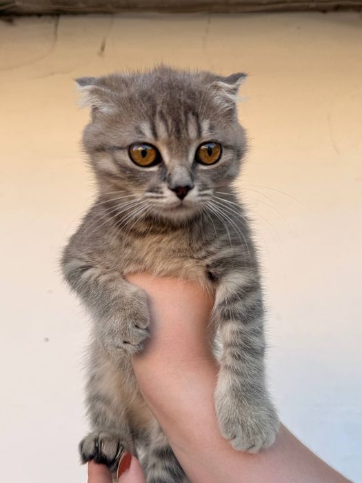 Кошенята в добрі руки