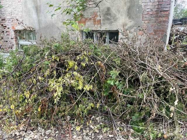 Oddam gałęzie z różnych drzew