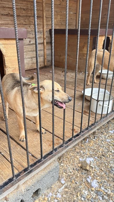 Собака в добрі руки