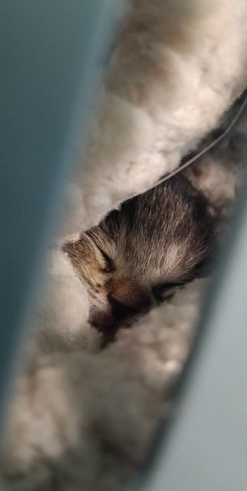 Kociak do adopcji