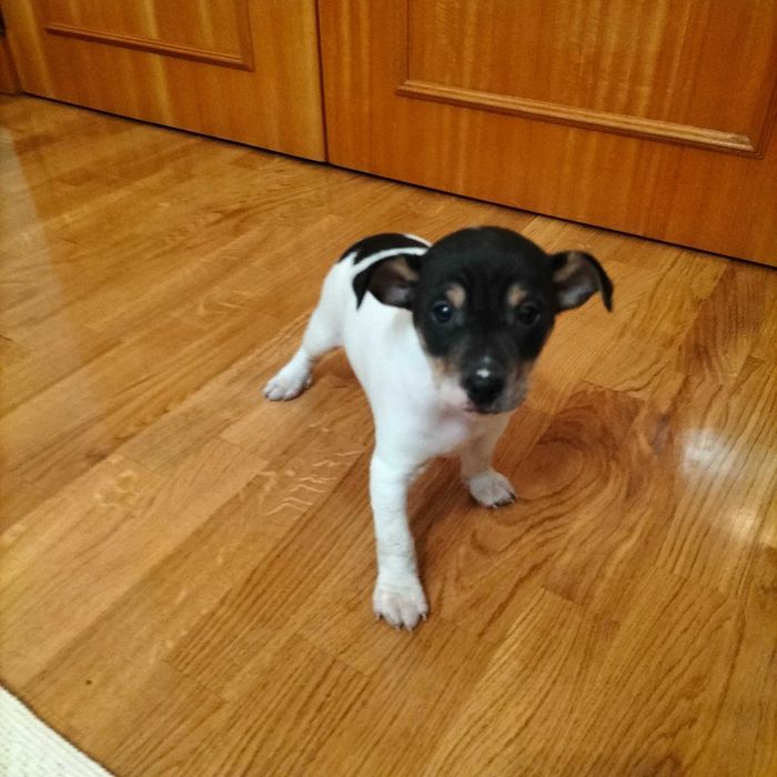 Budeguero macho autêntico  só