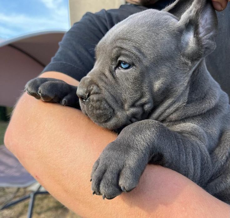 Cane Corso mocny pies