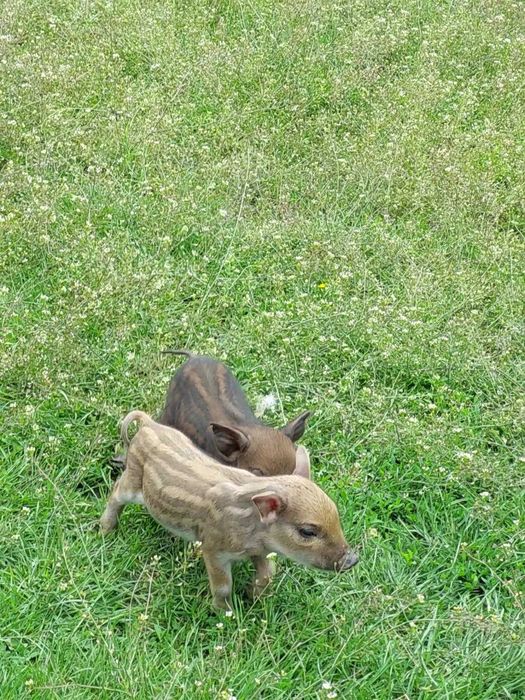 поросята породи мангал