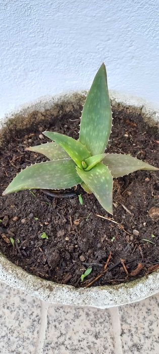 Planta Aloe vera