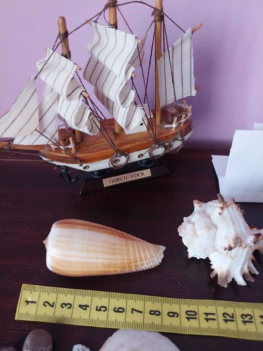 Ракушки  мушлі морські, океанічні. Камни, камешки