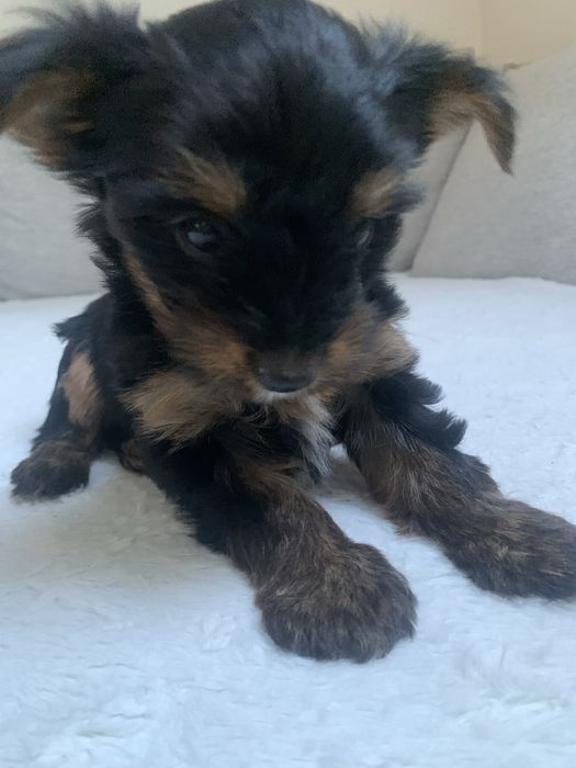 Yorkshire Terrier