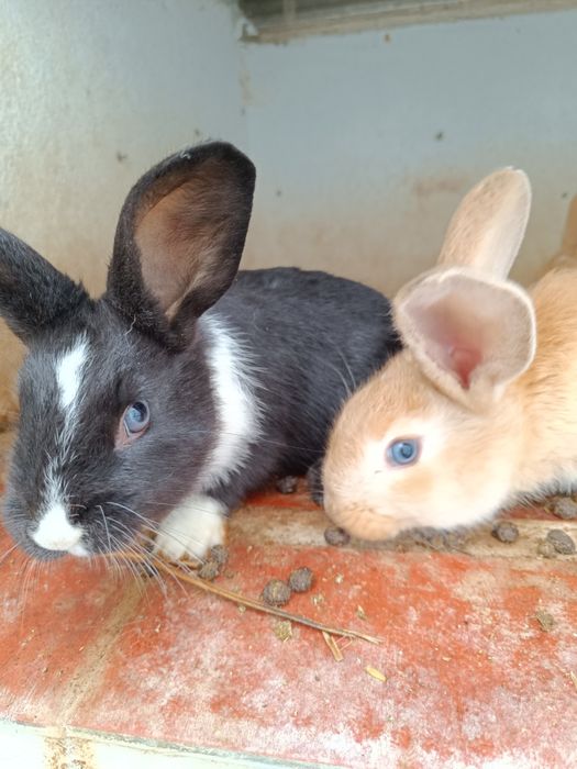 Coelhos várias cores e várias idades