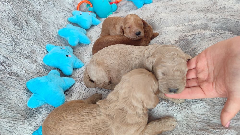 Goldendoodle F1b Doodle golden retriever badania genetyczne