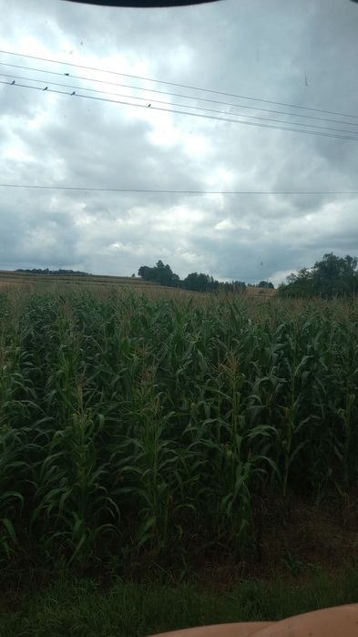 Sprzedam kukurydzę na pniu