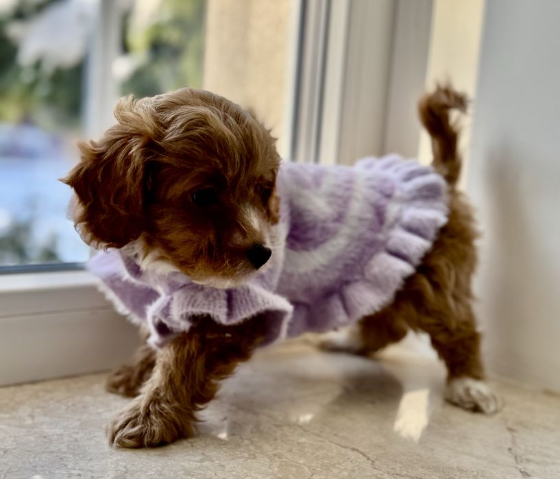 Мальтіпу F1- міні дівчинка