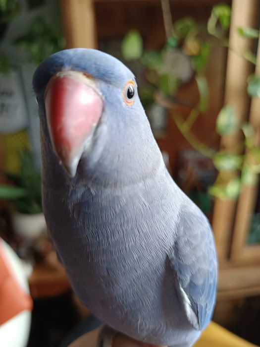 Papuga ręcznie karmiona, oswojona. Młoda z maja 2025r.