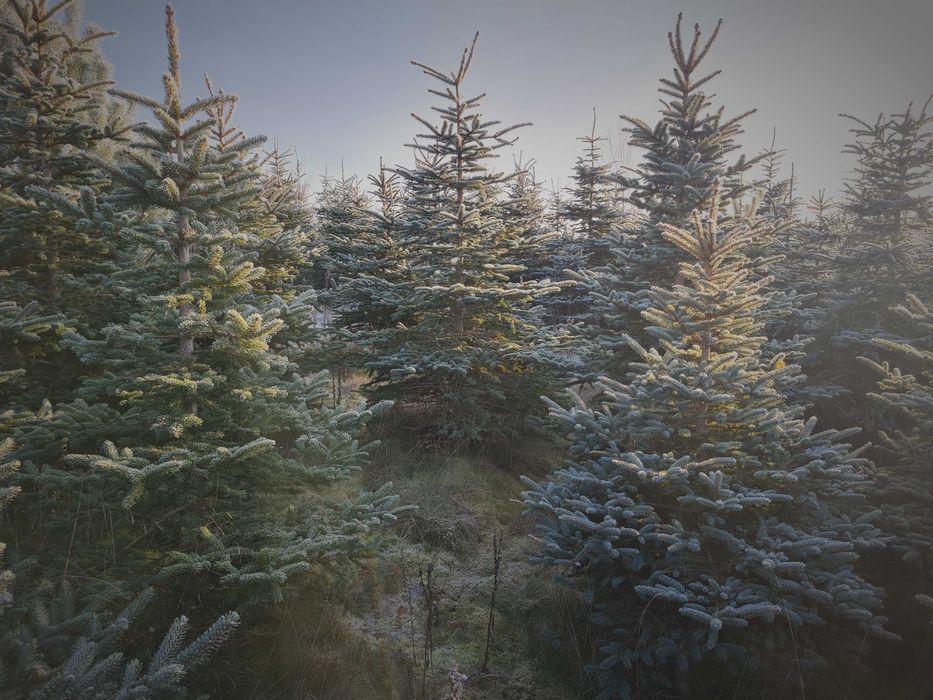 Sprzedam świerk srebrzysty, pospolity, choinki