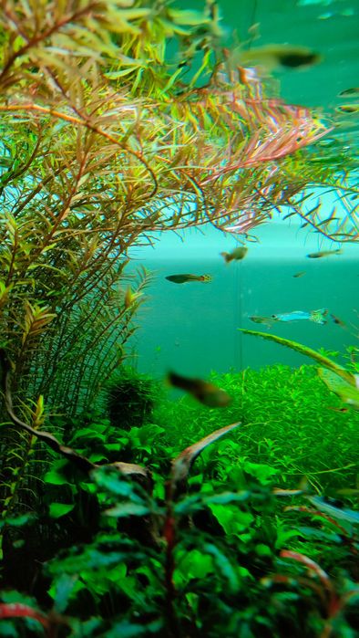 Guppys machos e fêmeas